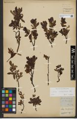 Foto von Salix waldsteiniana Willd.